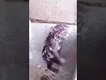 Lagu TIKUS HEBAT BISA MANDI SENDIRI PAKAI SABUN.😂