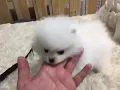 Pomeranian Puppies Sale in Ohio City OH