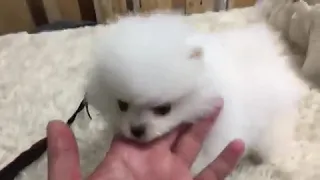 Pomeranian Puppies Sale in Ohio City OH