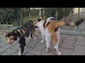 I ve never seen so many cute calico cats together before