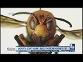 Experts say not to worry about murder hornets yet