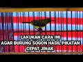 Lagu TRIK PIKAT ‼️ cara agar burung sogon hasil Pikatan cepat jinak dalam sangkar