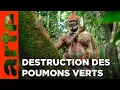 Lagu Gabon - La forêt qui soigne | Gardiens de la forêt | ARTE