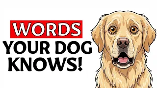 5 WORDS Your DOG ACTUALLY UNDERSTANDS (Backed by SCIENCE)