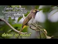 Download Lagu Burung Rengganis / Cucak Wilis gacor