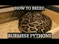 How to Breed Burmese Pythons