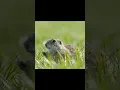 Download Lagu Tupai tanah | Ground squirrel