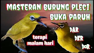 Download burung pleci buka paruh || masteran burung pleci di malam hari MP3