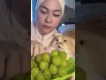 Download Lagu Kucing marah rebutan makan anggur dengan mami 🙀 #kucinglucu #cat #funny