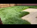 Neglected lawn - grass cut