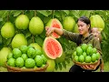 Download Lagu Guava Season: Harvesting and Selling at the Market - CEO Takes It Home in a Car | Trieu Thi Thuy