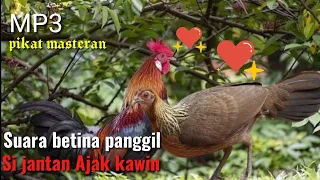 Download suara pikat ayam hutan betina anti zonk MP3