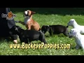 Boxer Puppies