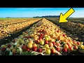 Download Lagu Wetenschappers gooiden 25.000 ton appels in een veld, 20 jaar later schokte het de wereld!