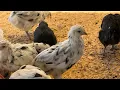 Ermine Ameraucana 4 weeks old