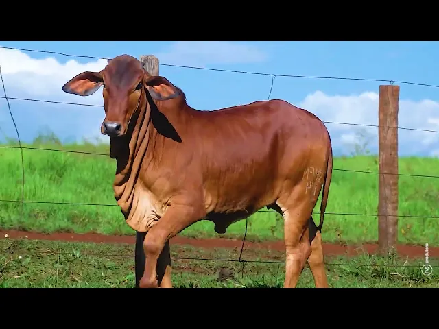 Bezerra Sindi SHFM -174