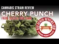 Coastal Sun Farm Cherry Punch Strain Review 26 THC