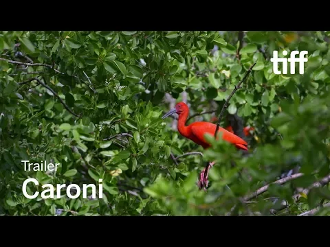 CARONI Trailer | TIFF 2018