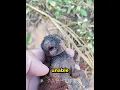 Black Panther Rescue Miracle Transformation