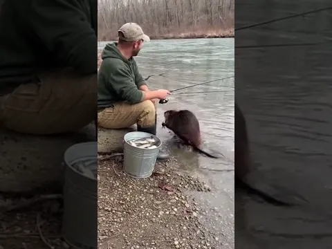 Karma 🐾 Fisherman Meets Bold Beaver in Fishy Adventure #karma #fishing #shorts
