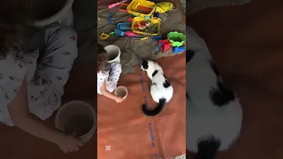 The cutest cats you’ll see all week 🥺 | Week 2 September 2026