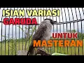 Download Lagu KUTILANG GACOR SUARA ISIAN VARIASI GARUDA AMPUH UNTUK PANCINGAN MASTERAN KUTILANG LAIN