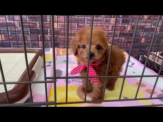動画