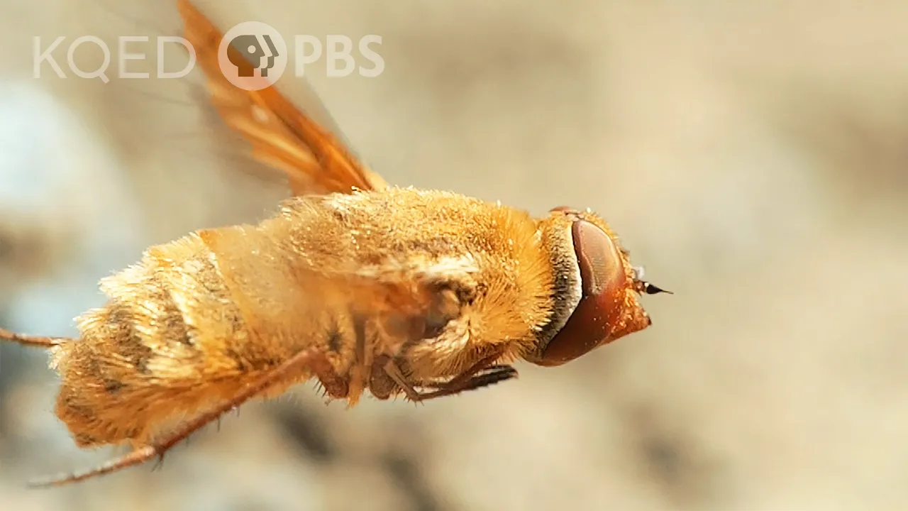 Outline Video This Fly Torpedoes a Bindweed Bee’s Nest | Deep Look