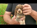 Compare Pocket Standard size Beagle pups
