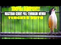 Lagu SUARA BURUNG CENDET GACOR ISIAN TENGKEK BUTO