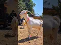 Download Lagu Dumba Bakra Bado Badi♥️😍 #bakraeid #bakraeid2025 #bakraeidspecial #bakra #goats #trending #biggoats