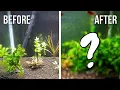 My 20-Gallon Planted Aquarium for Beginners 2020 Tour