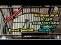Download Lagu Cucak jenggot gacor suara kasar Nembak mbezeeet2