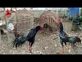 Download Lagu Ngeri !! Inilah Ayam Pemukul Saraf