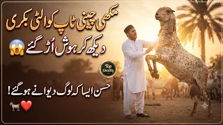 September 6, 2026 🔥 مکھی چینی ٹاپ کوالٹی بکری دیکھ کر ہوش اُڑ گئے 😱 حسن ایسا کہ لوگ دیوانے ہو گئے