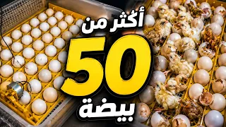 فقست أكثر من 50 بيضة 🐣… لكن النهاية كانت صادمة! 🥲