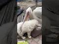 Download Lagu Pelican eats cute white puppy 🐶😱