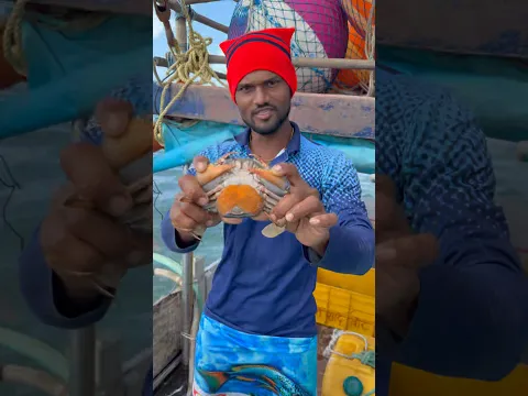 नवीन सीजन मधील पहिला अंडी देणारा खेकडा सापडला. New Fishing laying crab found #india #crab #seafood
