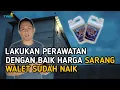 Download Lagu LAKUKAN PERAWATAN DENGAN BAIK HARGA SARANG WALET SUDAH NAIK