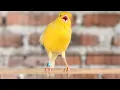 Download Lagu Keren! Burung kenari kuning dengan suara tembakan - cocok untuk melatih kenari muda Anda.