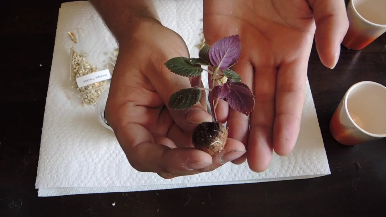 Planting Micro Sinningia Tubers