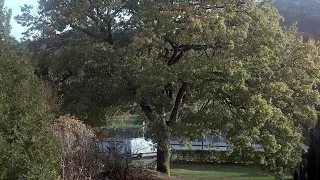 Oak Tree Autumn Transition From Lush Green to Winter Silhouette