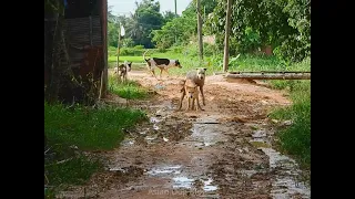 freedom dogs breeding in village and meeting asian animal video lover