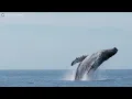 Download Lagu Whale Watching Tour from Húsavík, Iceland