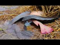 Download Lagu Amazing fishing - A fisherman skills catch a lot of fishes in the straw at rice field near the road 
