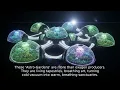 Astro-Gardens Seeding Life Among the Stars