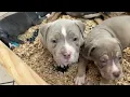 XL American Bully Puppies For Sale