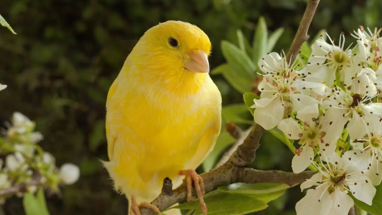 Beautiful Relaxing Hymns, Peaceful Instrumental Music, "Beautiful Spring Morning Sunrise" Tim Janis. Beautiful Relaxing Hymns, Peaceful Instrumental Music, "Beautiful Spring Morning Sunrise" Tim Janis.