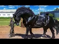 Download Lagu These Are 10 Most Beautiful Rarest Horses | Rare Species of Horses