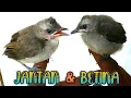 Download Lagu Ciri yang mudah untuk menentukan jantan dan betina anakan burung trucuk